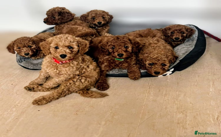 Miniature Poodle dogs - Advert 3