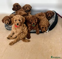 Miniature Poodle dogs MINIATURE POODLE PUPPIES. - Advert 1