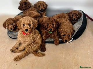 Miniature Poodle dogs for sale: MINIATURE POODLE PUPPIES. - Advert 1