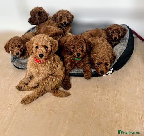 Miniature Poodle dogs - Advert 3