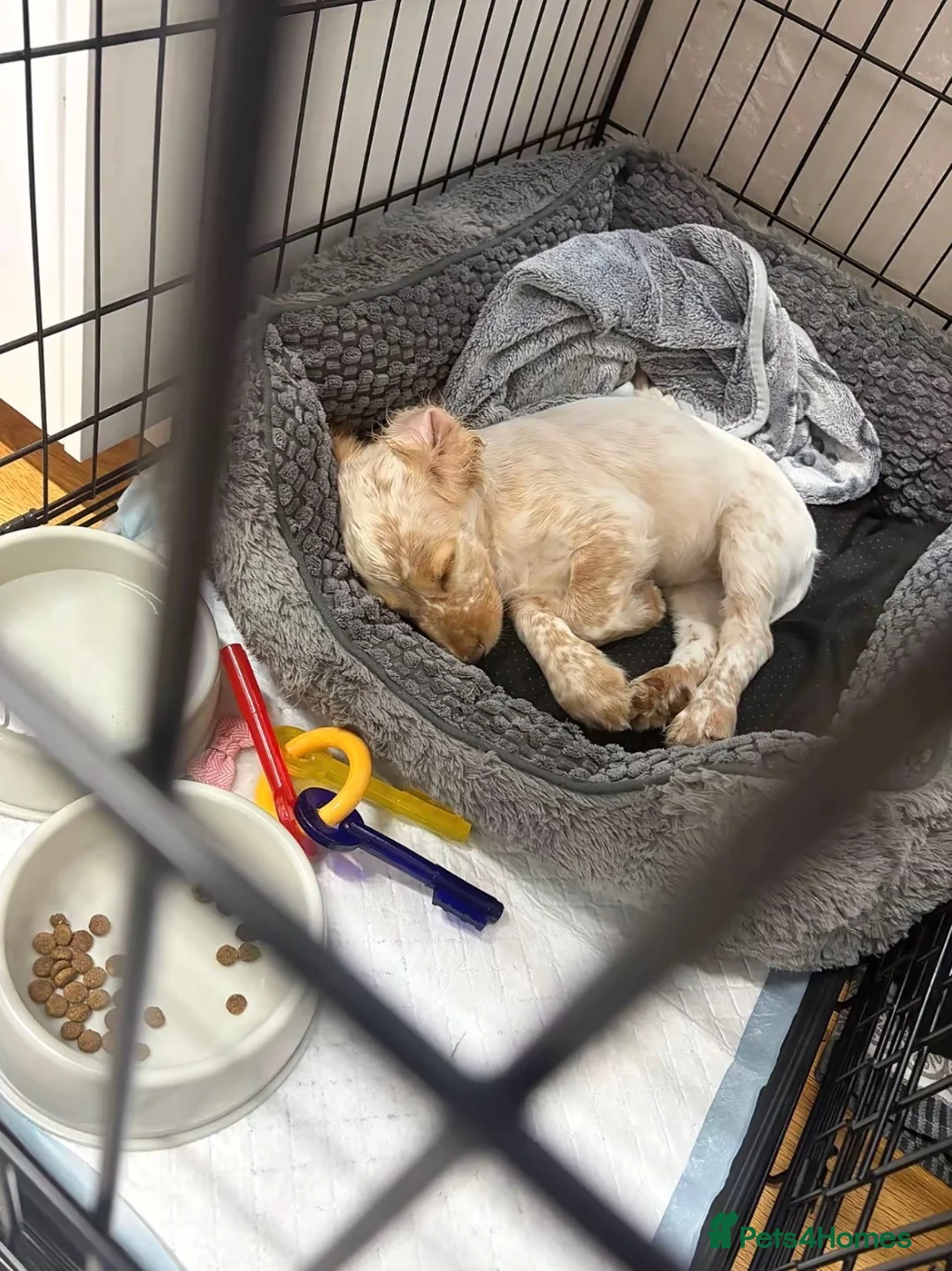 Cocker Spaniel dogs for sale: Health treated cocker spaniel  in Wirral - Advert 2