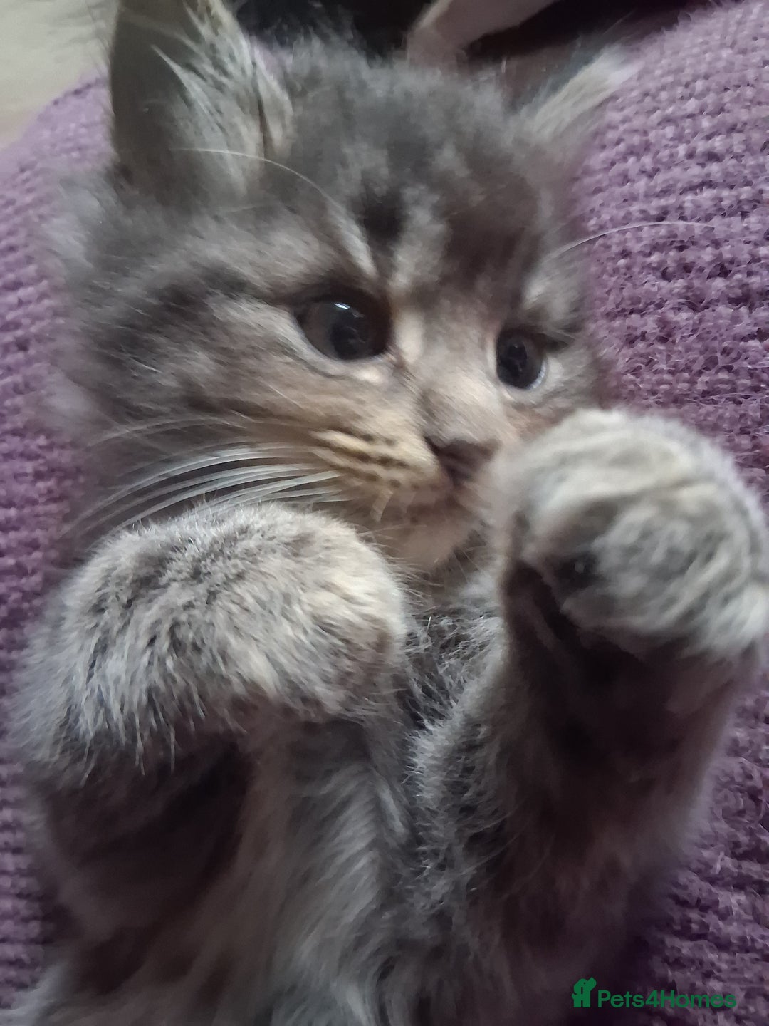 Mixed Breed cats for sale: AWESOME FLUFFY CHUNKY NORWEGIAN FOREST CAT X - Advert 17