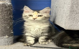 Maine Coon cats for sale: Beautiful Maine Coon kittens for sale - Image 6