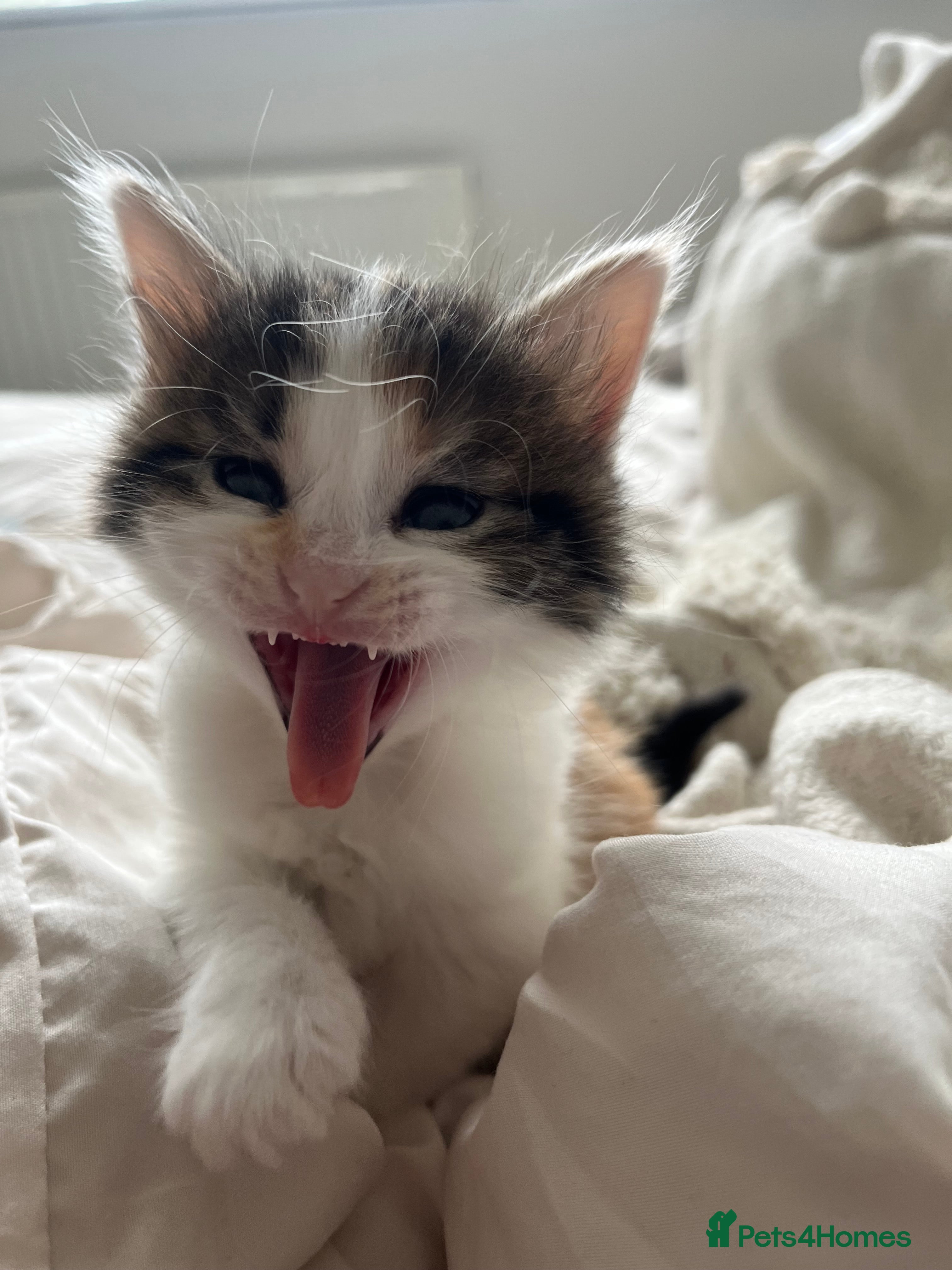 Mixed Breed cats for sale: 6 friendly and playful kittens - Advert 31