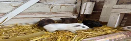 Guinea Pig rodents for sale: 6 lovely guinea pigs  - Advert 5