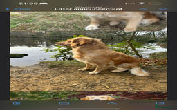 Golden Retriever dogs for sale: Confirmed Pregnancy Litter - Puppies Due Soon - Image 5