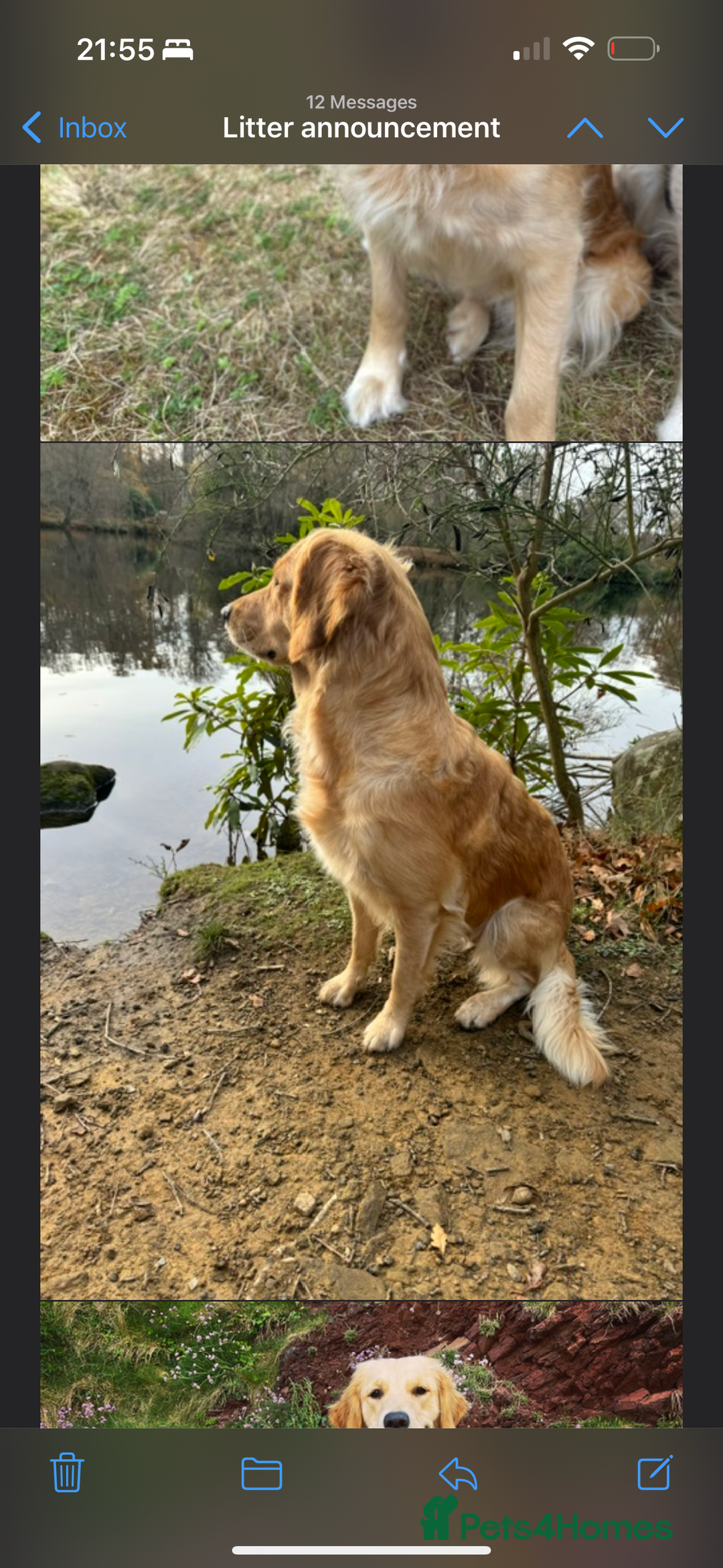 Golden Retriever dogs for sale: Confirmed Pregnancy Litter - Puppies Due Soon - Image 5