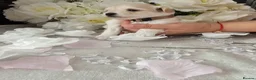 Maltipoo dogs for sale: Maltippo puppies  - Advert 10