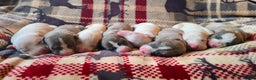 Whippet dogs for sale: KC Registered Small Whippet Puppies - Advert 6