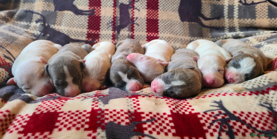 Whippet dogs for sale: KC Registered Small Whippet Puppies - Advert 6