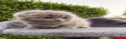 Scottish Fold cats for sale: Beautiful Scottish Fold Kittens for Sale 🐾 - Advert 14