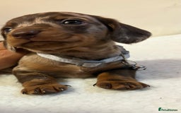 Miniature Dachshund dogs for sale: Miniature Dachshund puppies 🐶  - Image 13