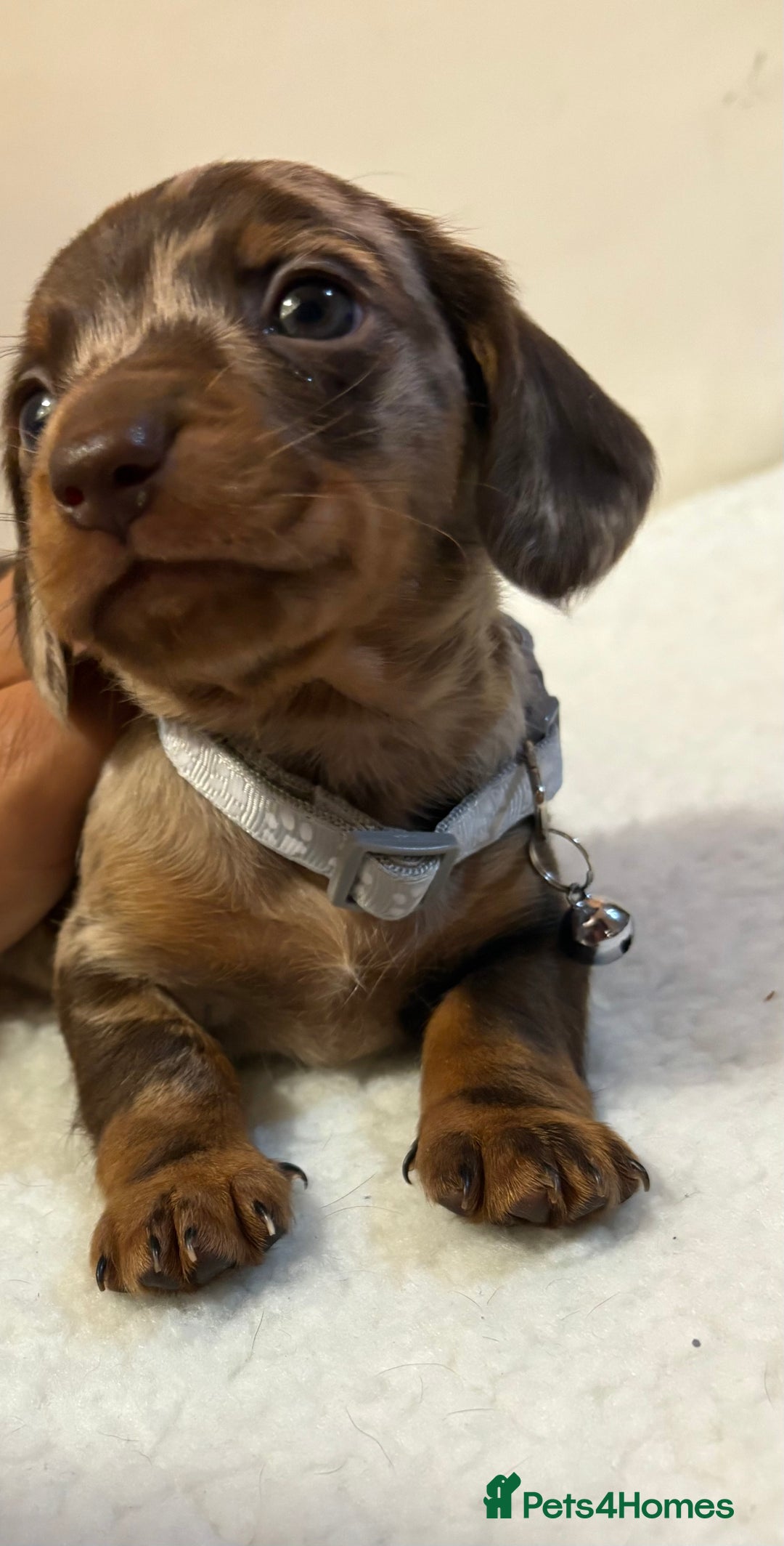 Miniature Dachshund dogs for sale: Miniature Dachshund puppies 🐶  - Image 13