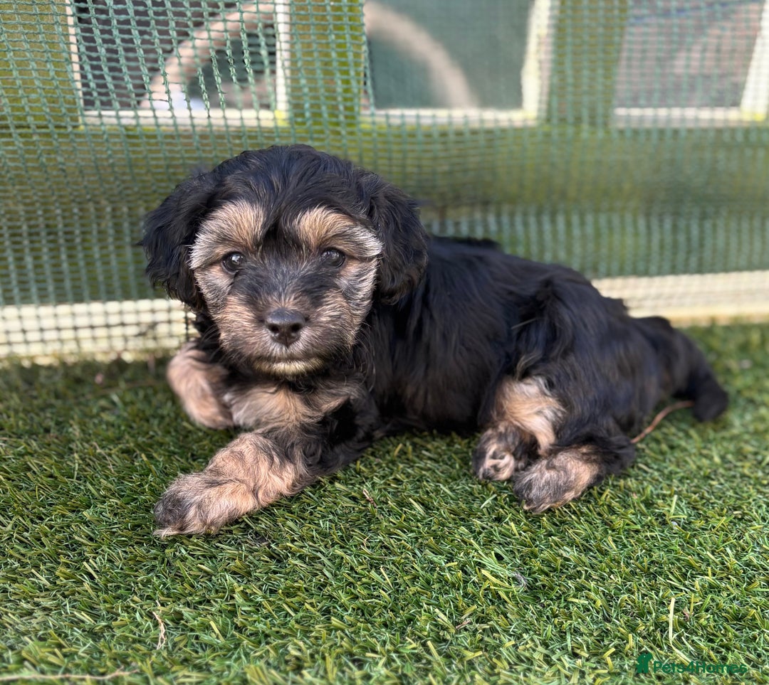 Mixed Breed dogs for sale: Shichon cross dachshund - Image 1