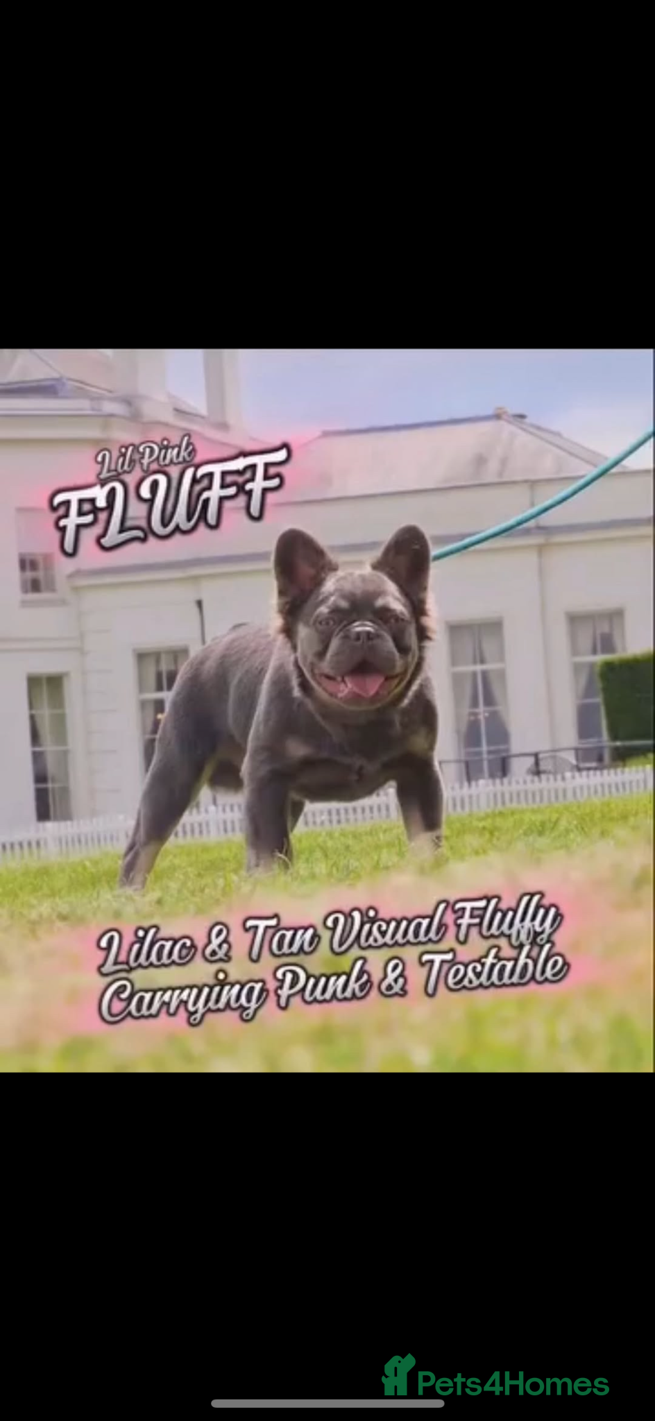 French Bulldog dogs Cutest exceptional fluffy French bulldogs  - Advert 2