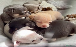 Chihuahua dogs for sale: 5 gorgeous chihuahua pups - viewings start 23/08 - Image 13