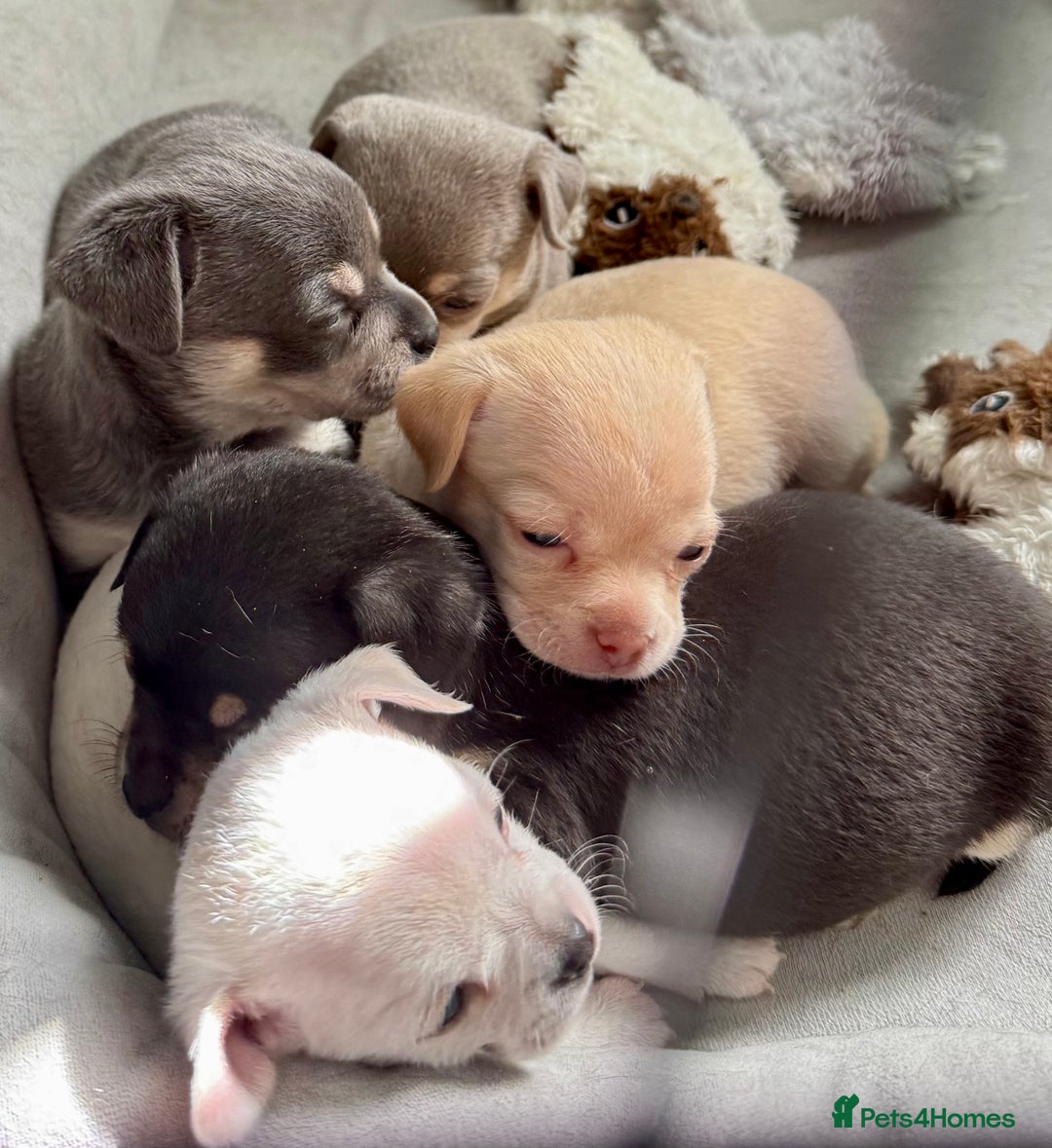 Chihuahua dogs for sale: 5 gorgeous chihuahua pups - viewings start 23/08 - Image 13
