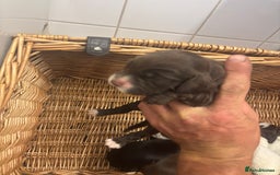 Cocker Spaniel dogs for sale: Cocker spaniel puppies  - Image 9
