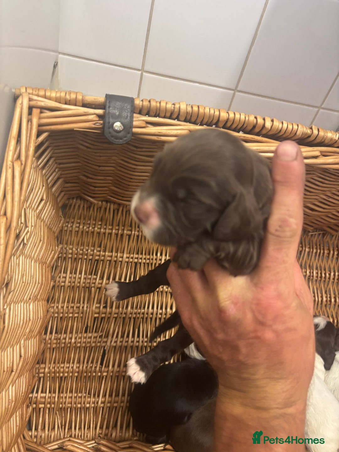 Cocker Spaniel dogs for sale: Cocker spaniel puppies  - Image 9