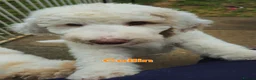 Labradoodle dogs for sale: NOW £1000!! standard multi-gen labradoodles  - Advert 9