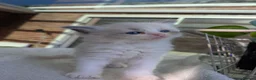 Ragdoll cats for sale: Ragdoll  - Advert 6