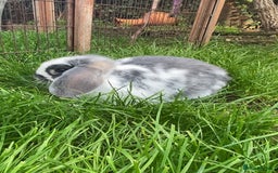 French Lop rabbits for sale: Baby French lop  - Image 4
