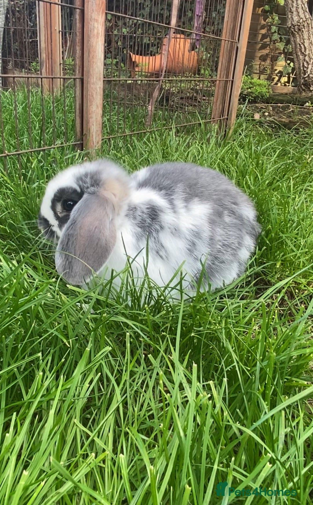 French Lop rabbits for sale: Baby French lop  - Image 4