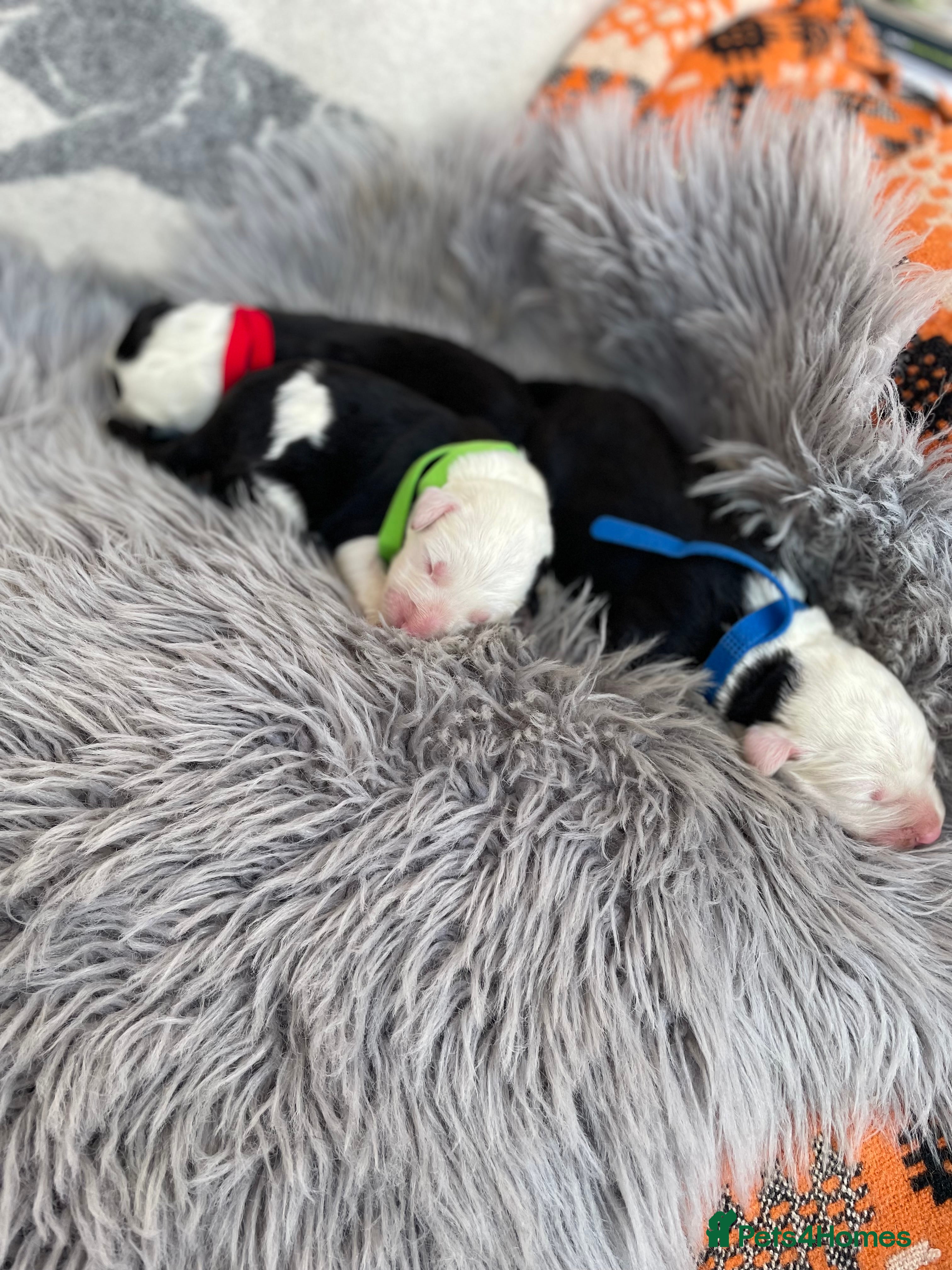 Old English Sheepdog dogs Old English sheep dog puppies  - Advert 2