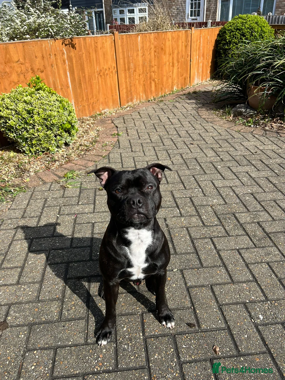 Staffordshire Bull Terrier dogs for stud: PROVEN STUD - Staffordshire Champion Bloodline in Basildon - Advert 2