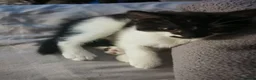 Mixed Breed cats for sale: 4 beautiful Kittens  - Advert 9