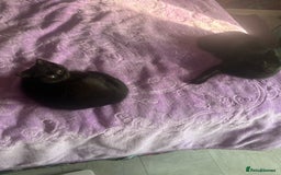 British Shorthair cats for sale: Last fluffy black BSH kitten!!  - Advert 8