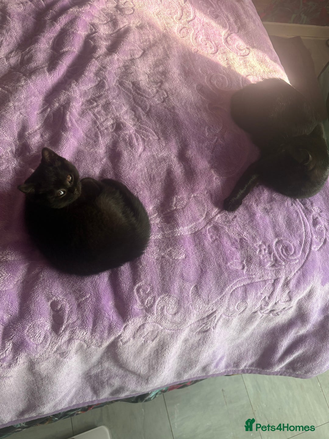 British Shorthair cats for sale: Last fluffy black BSH kitten!!  - Advert 8