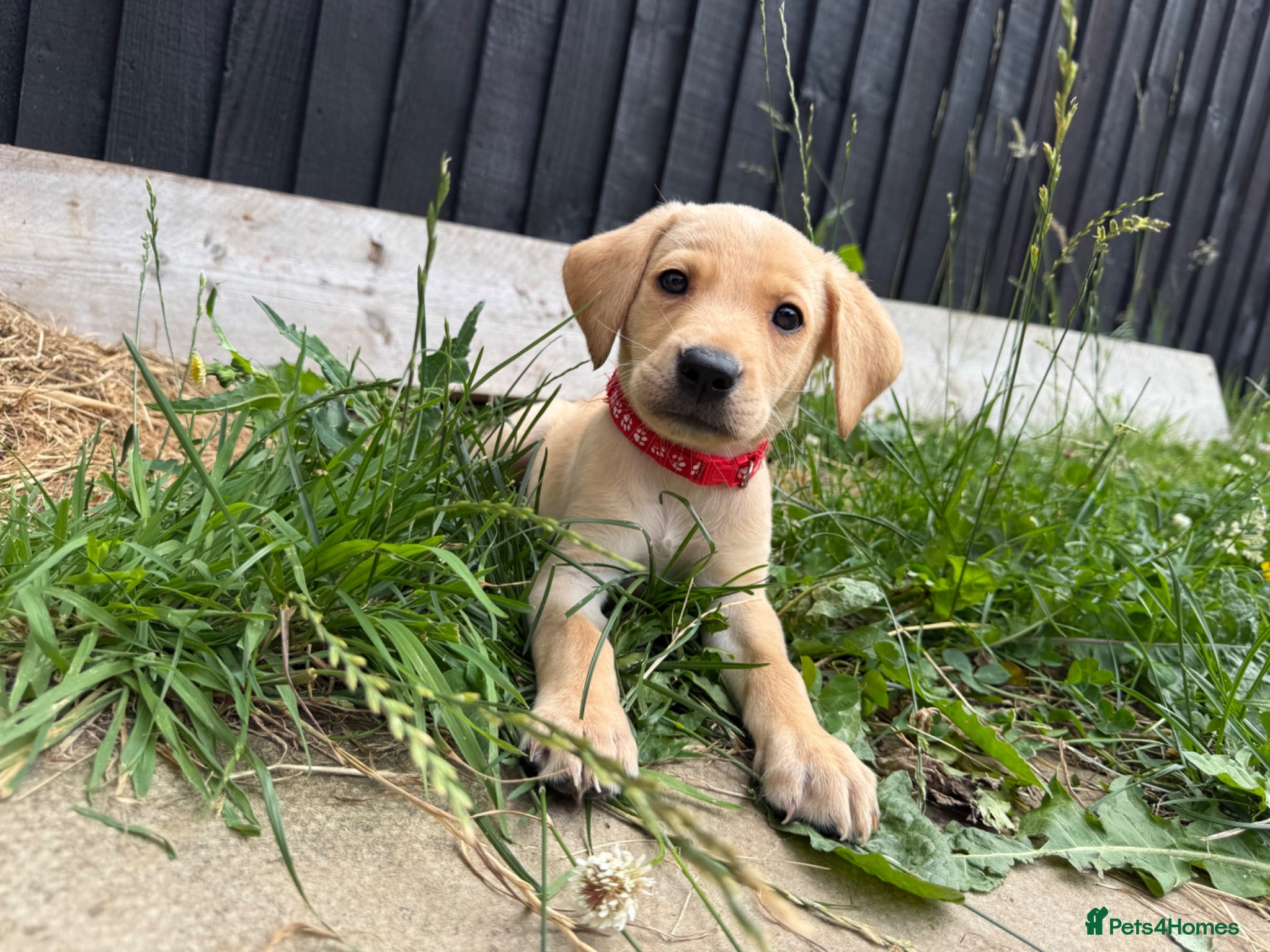 Labrador Retriever dogs 6 Labradors puppies - Advert 16