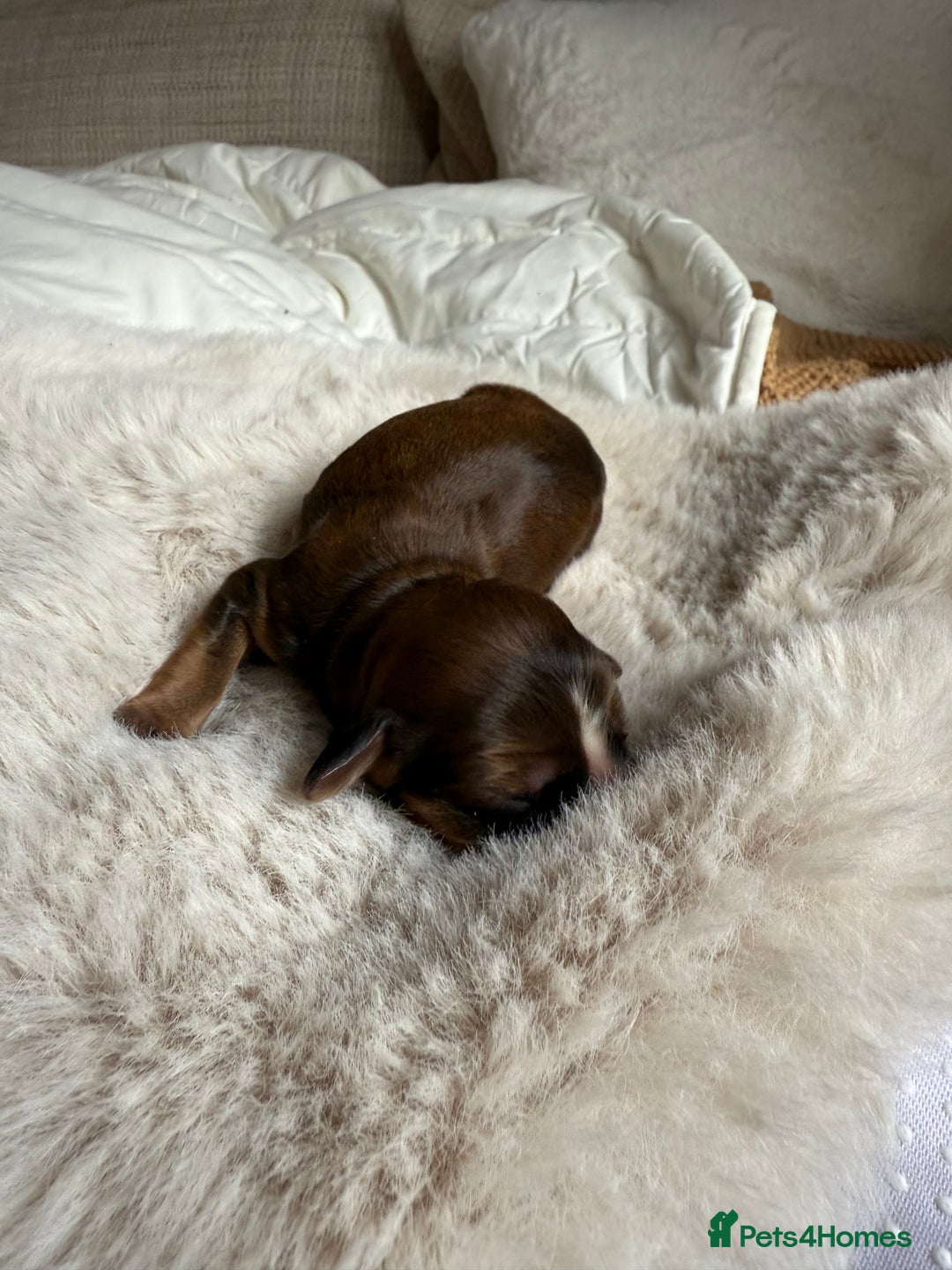 Cockapoo dogs for sale: 8 Gorgeous Cockapoo puppies  - Image 5