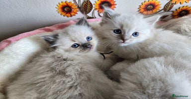 Ragdoll cats - Advert 7