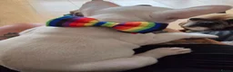French Bulldog dogs for sale: French bulldog puppies - Advert 6