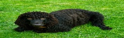 Irish Water Spaniel dogs for sale: Irish Water Spaniel Litter - Advert 3