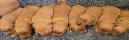 Labradoodle dogs for sale: LABRADOODLES F1 ( HEALTH TESTED PARENTS & G/PARENT - Advert 1