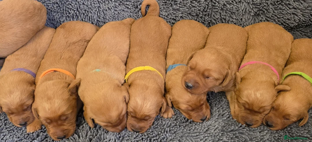 Labradoodle dogs for sale: LABRADOODLES F1 ( HEALTH TESTED PARENTS & G/PARENT - Advert 1