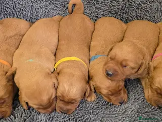 Labradoodle dogs LABRADOODLES F1 ( HEALTH TESTED PARENTS & G/PARENT - Advert 1