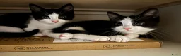 Mixed Breed cats for sale: 2 Beautiful girls  - Advert 1