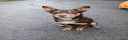 Australian Kelpie dogs for sale: ✨PIP ✨ in Bucknell - Advert 10