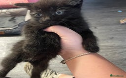 Mixed Breed cats for sale: 1 male still available  in Witney - Image 28
