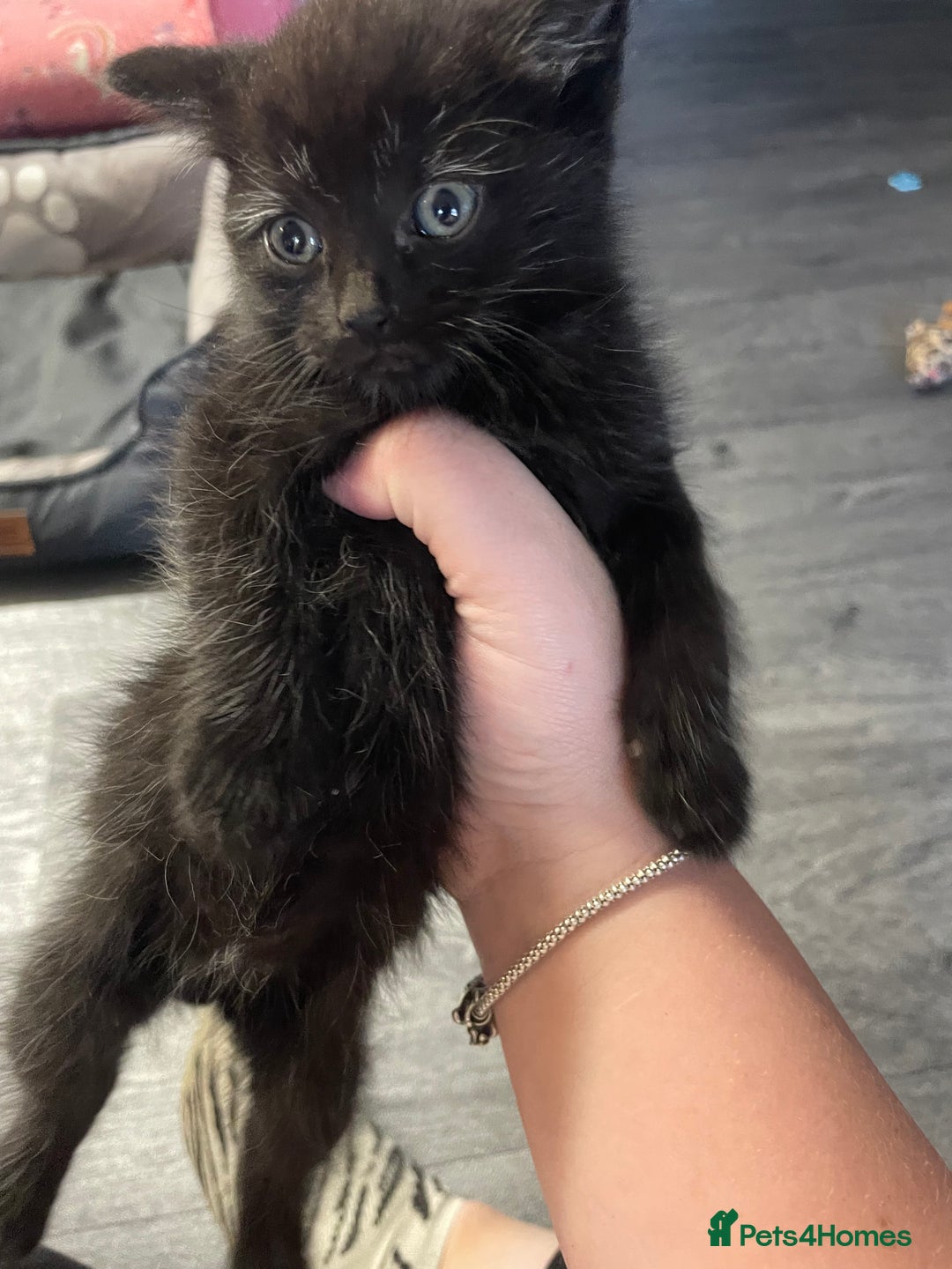 Mixed Breed cats for sale: 1 male still available  in Witney - Image 28