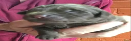 Newfypoo dogs for sale: Rare Newfypoo Puppies.  Stunning colors - Advert 37
