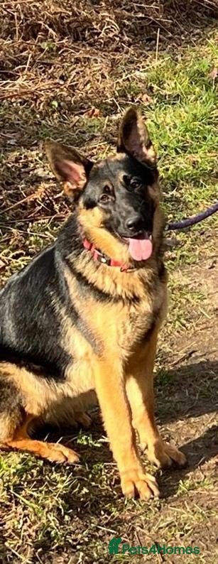 German Shepherd dogs Beautiful German shepard pups  - Advert 1
