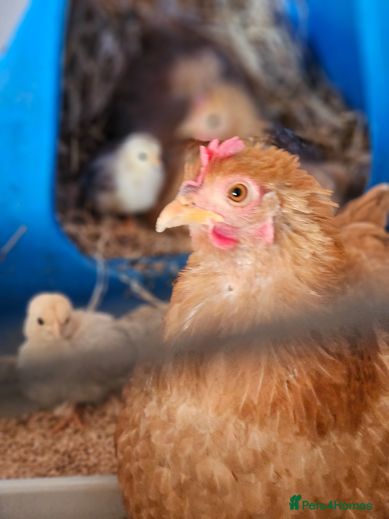 Chickens poultry Peakin and Silky Bantham Chickens for Sale - Advert 1