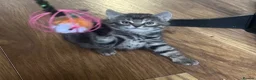 Mixed Breed cats for sale: Russian blue mix kittens  - Advert 22