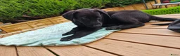 Mixed Breed dogs for sale: Red fox Labrador x Akita X GSD  in Cirencester - Advert 3