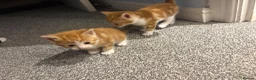 Mixed Breed cats for sale: 10x kittens for sale  - Advert 6